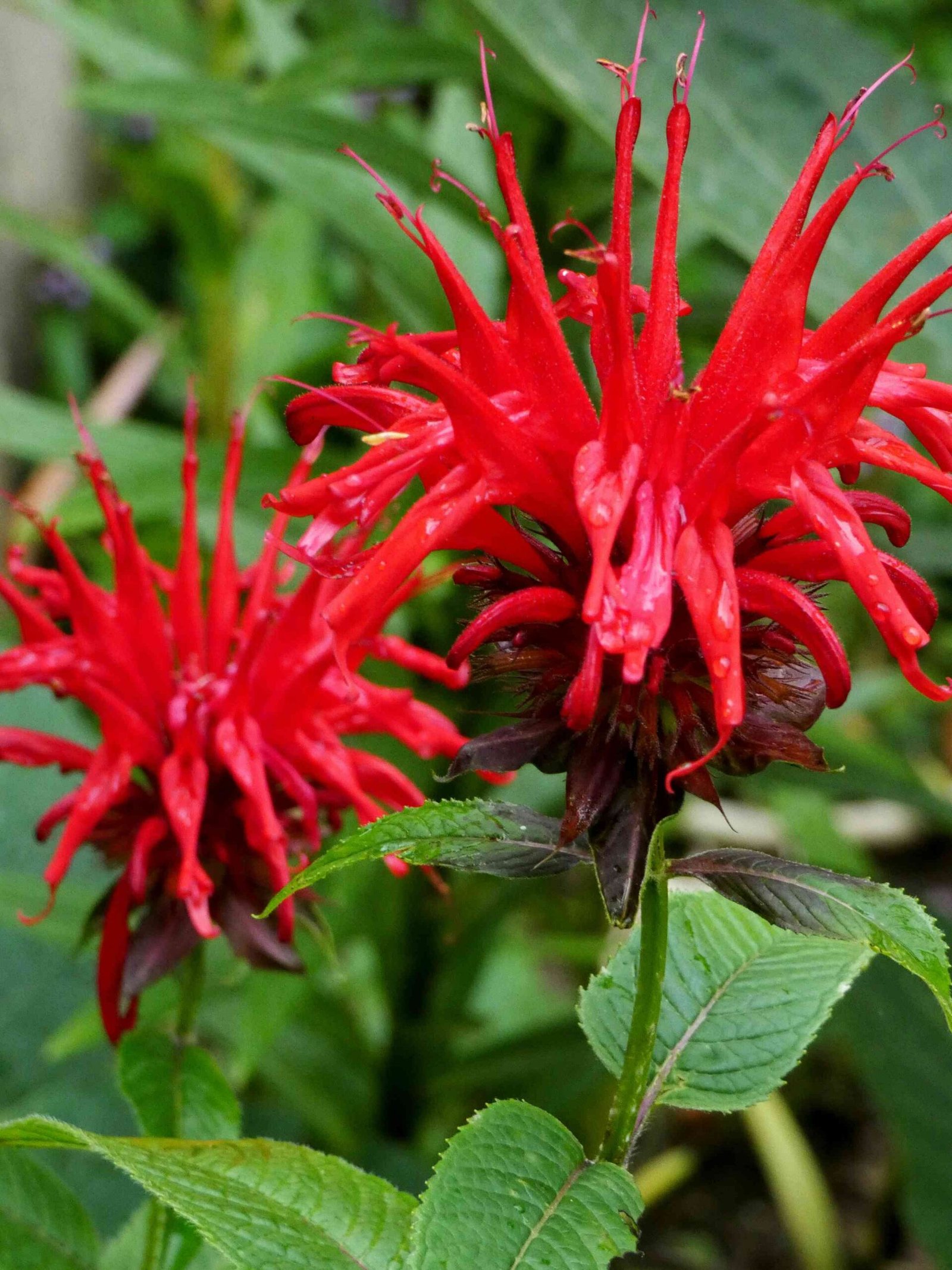 bee balm