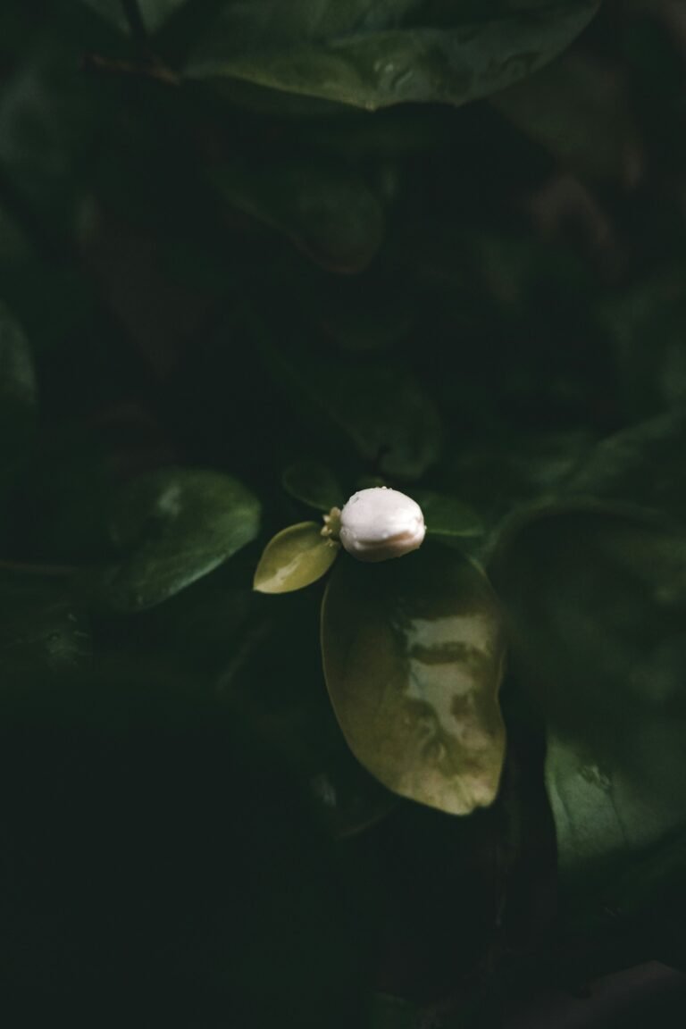 marshmallow plant