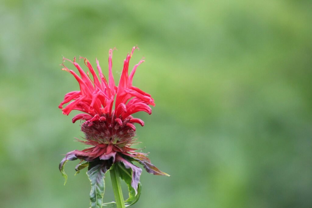 bee balm