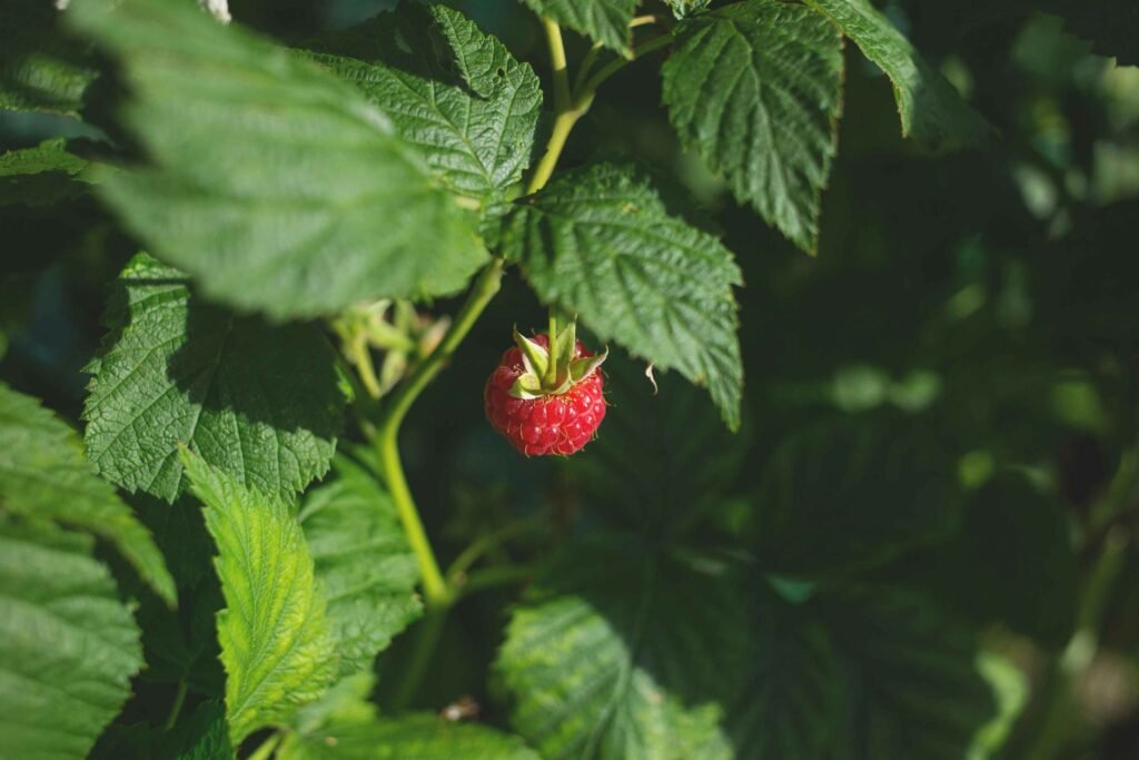 red raspberry leaf