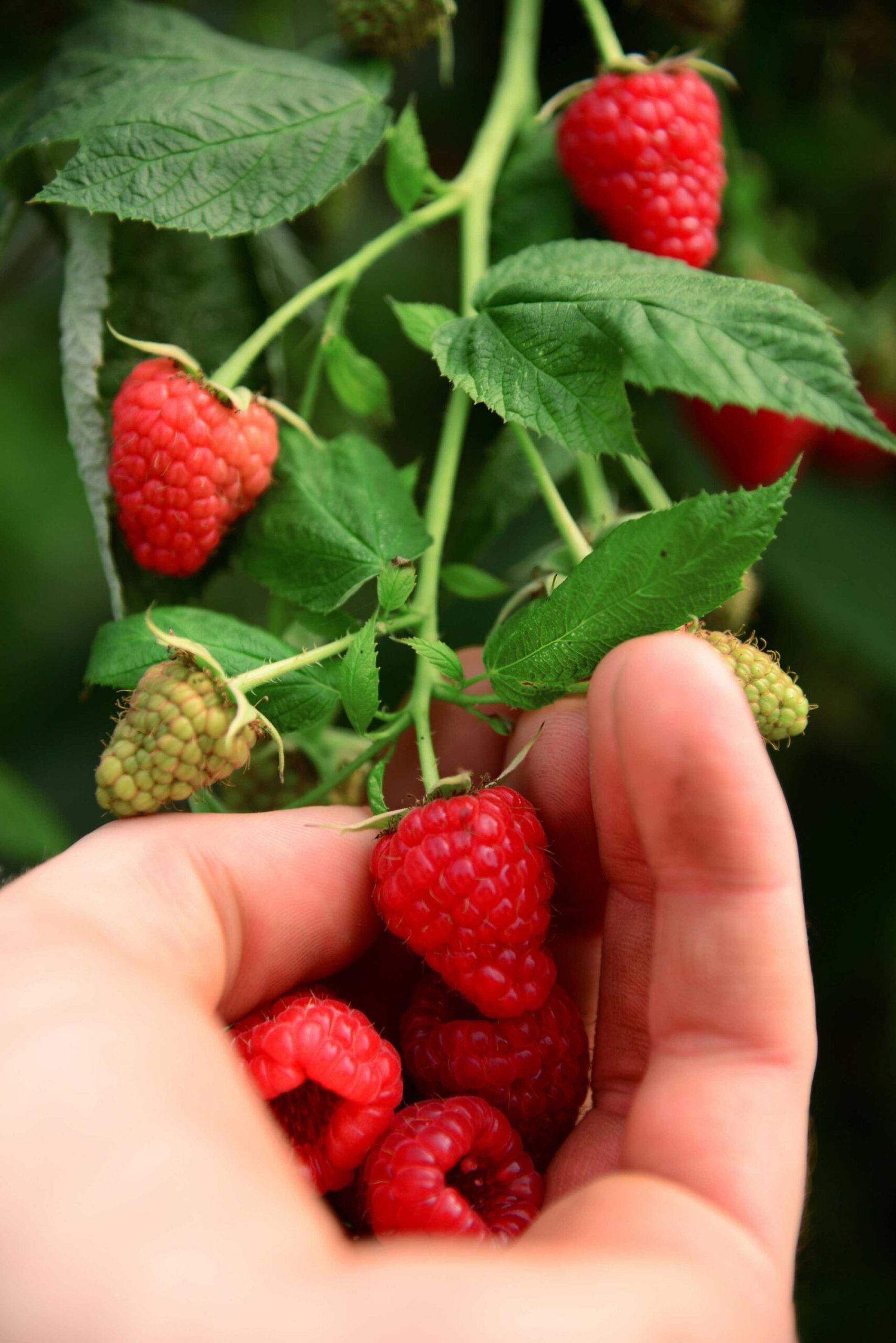 red raspberry leaf