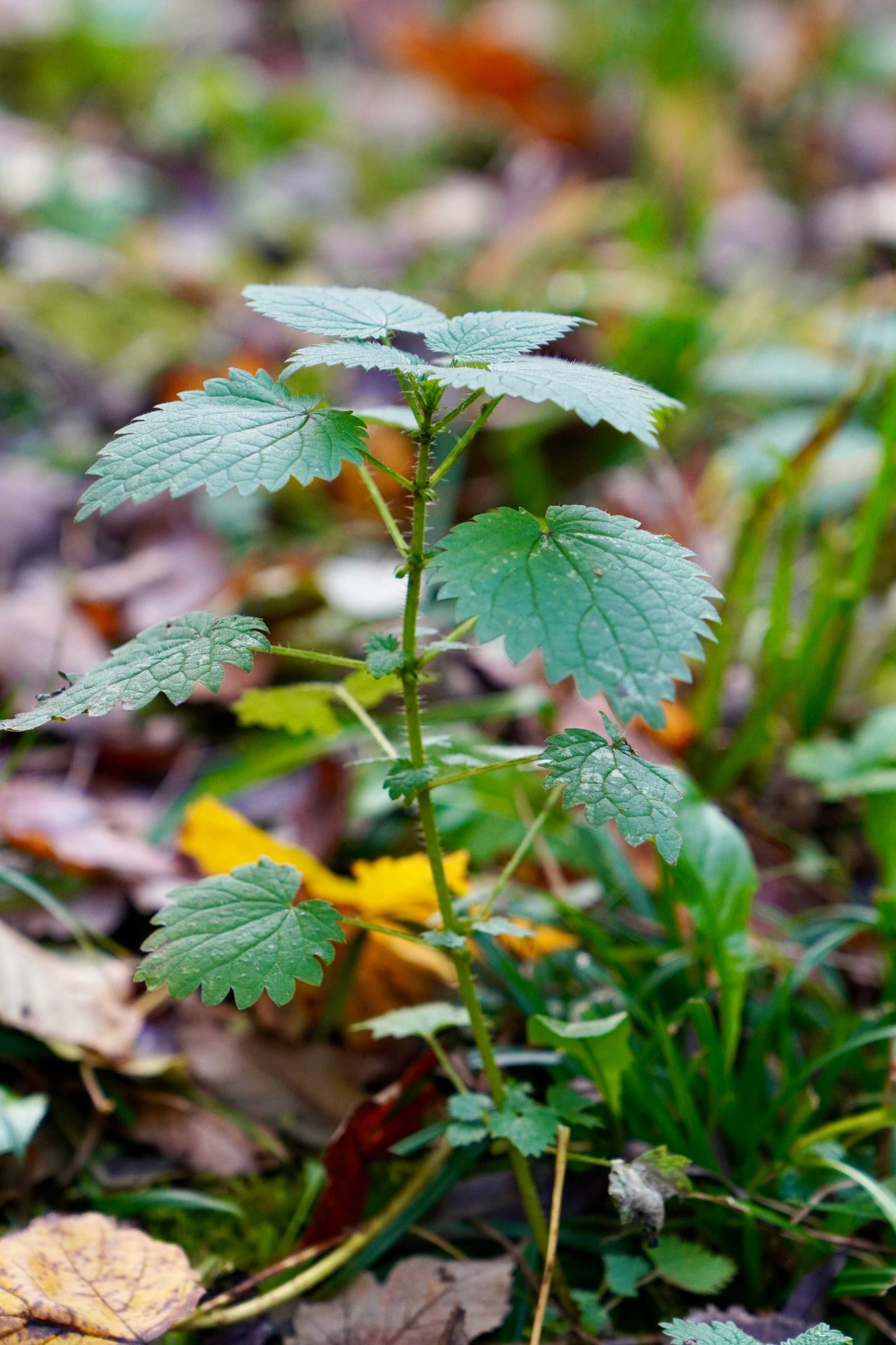 what are stinging nettles