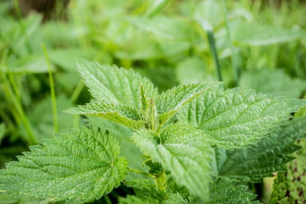what are stinging nettles
