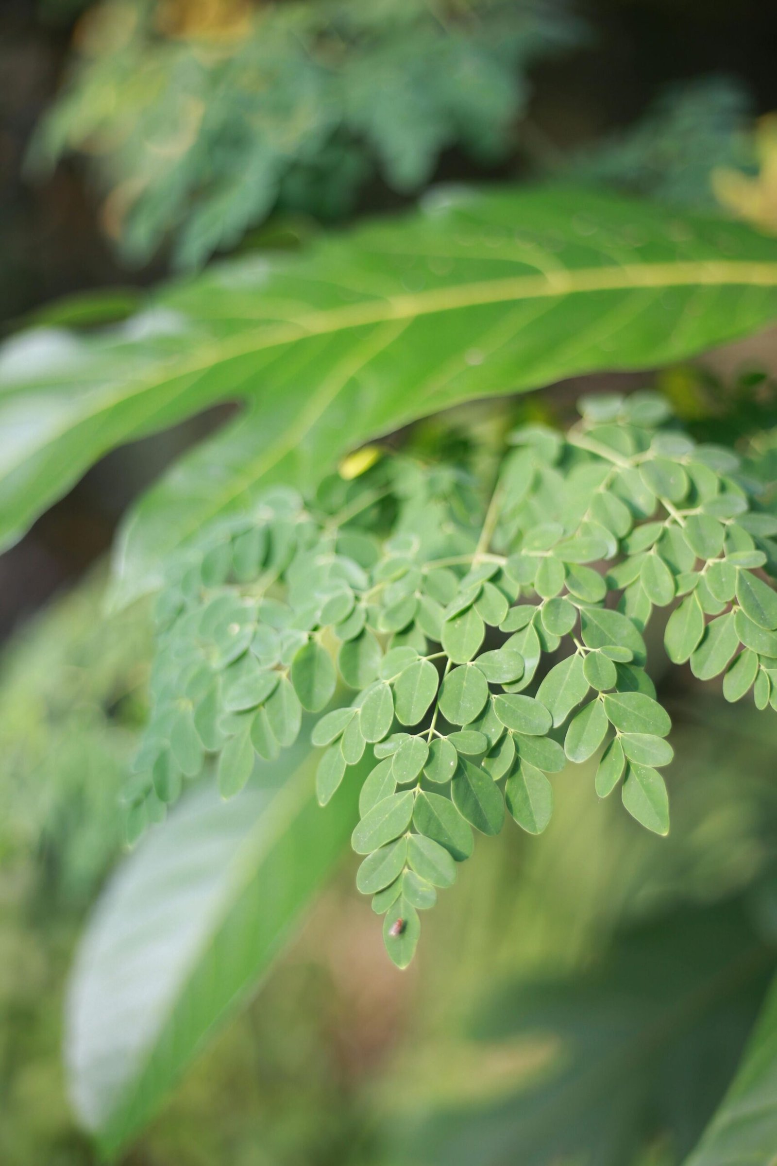 moringa