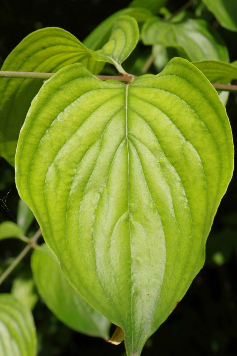 kava