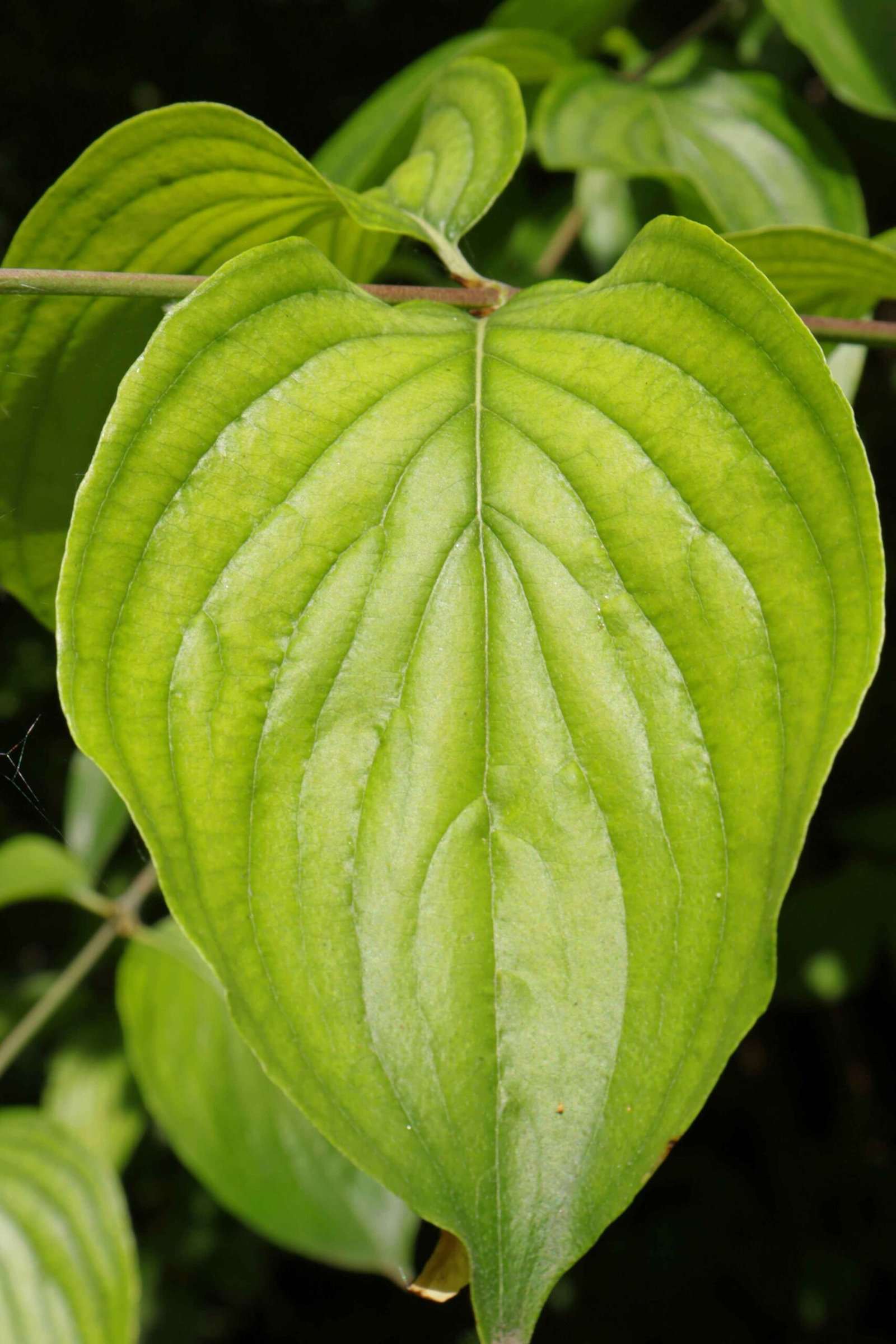 kava