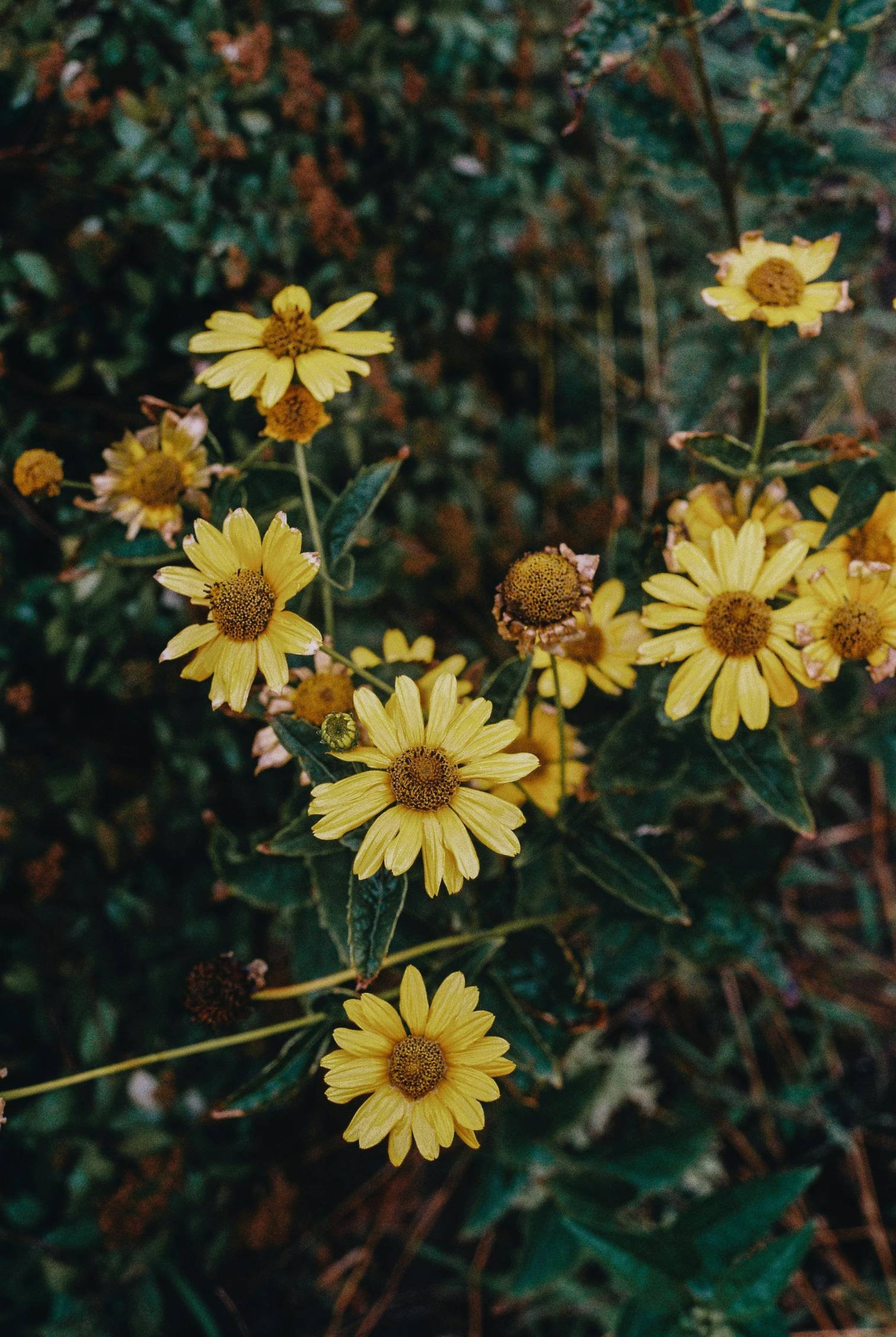how does arnica work