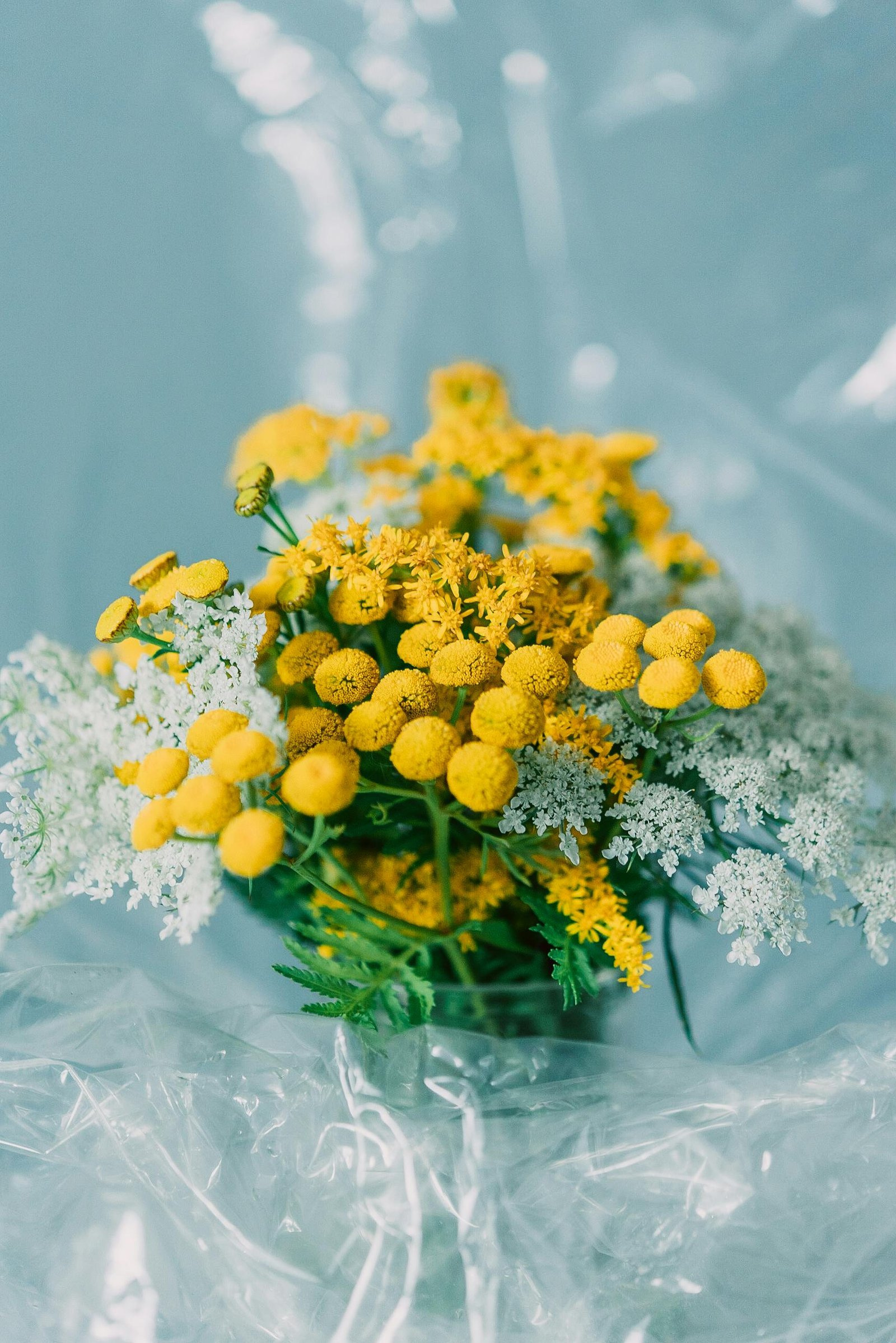 benefits of yarrow