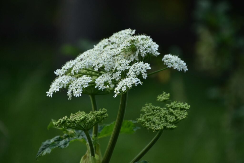 benefits of yarrow