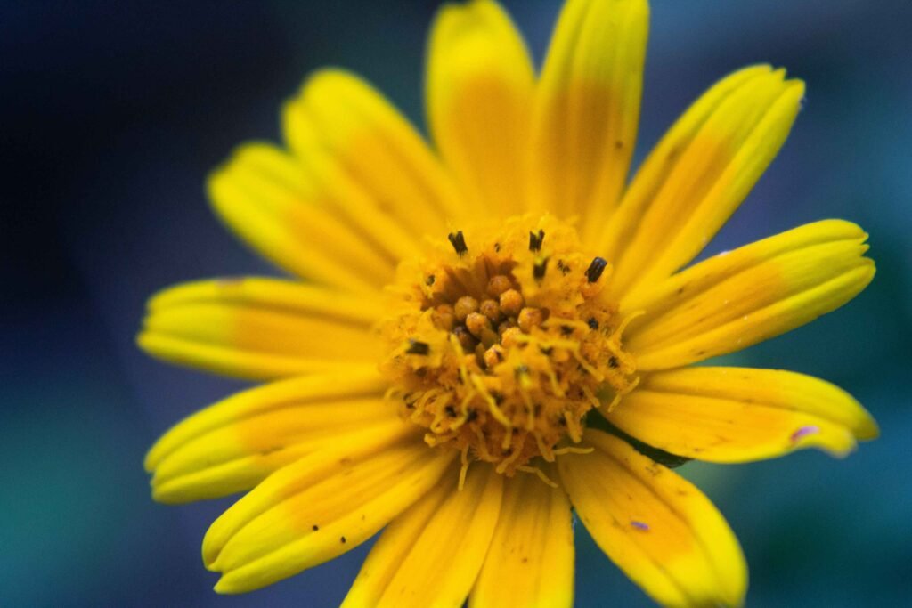 how does arnica work
