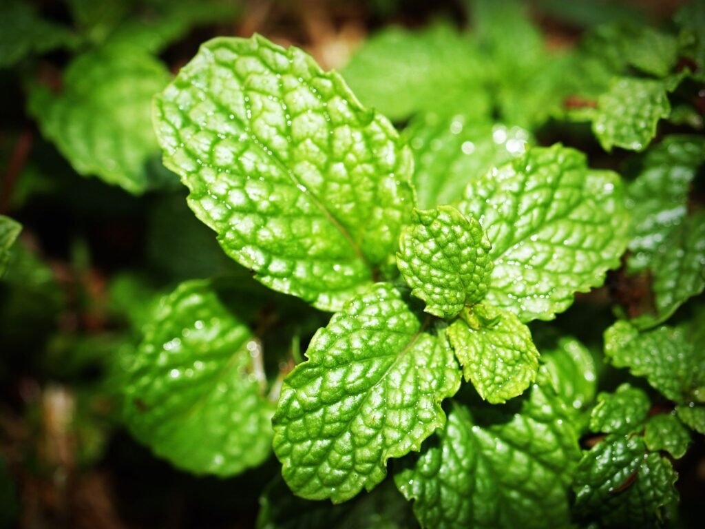 spearmint green tea